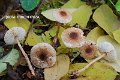 Lepiota rhodorhiza-amf1167